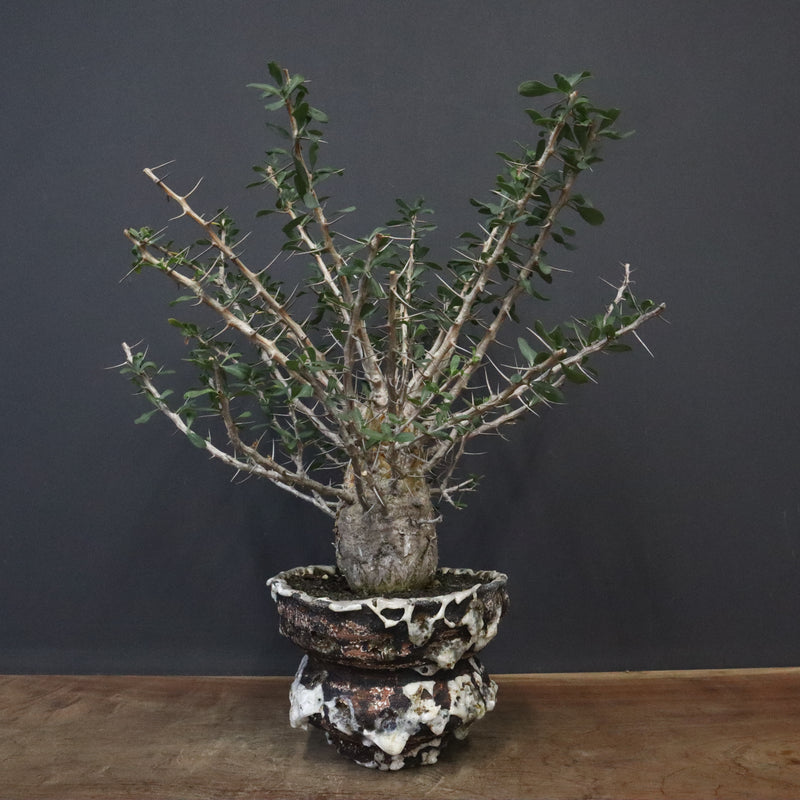 F.コルムナリス(実生） EC1111