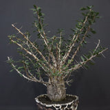 F.コルムナリス(実生） EC1111