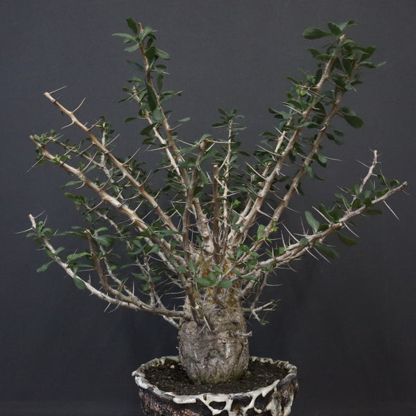 F.コルムナリス(実生） EC1111