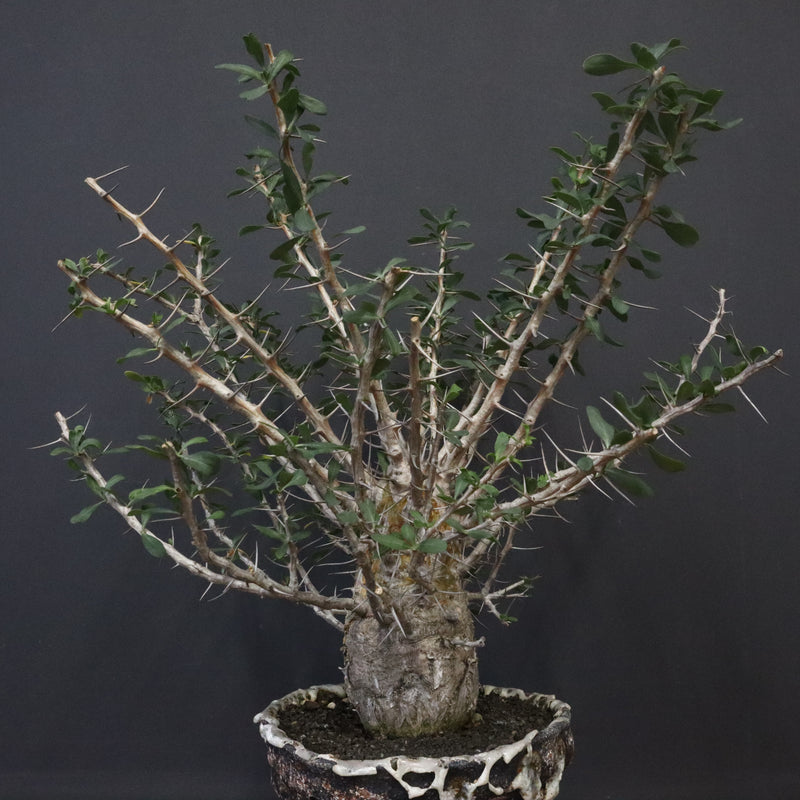 F.コルムナリス(実生） EC1111