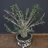 F.コルムナリス(実生） EC1111