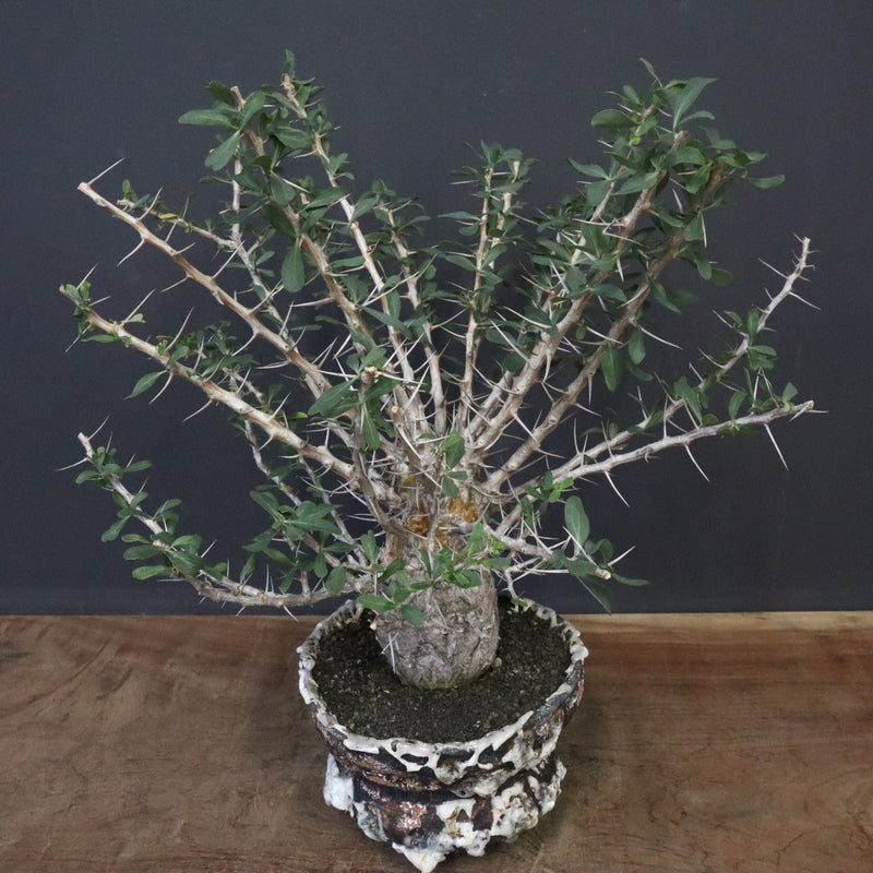 F.コルムナリス(実生） EC1111