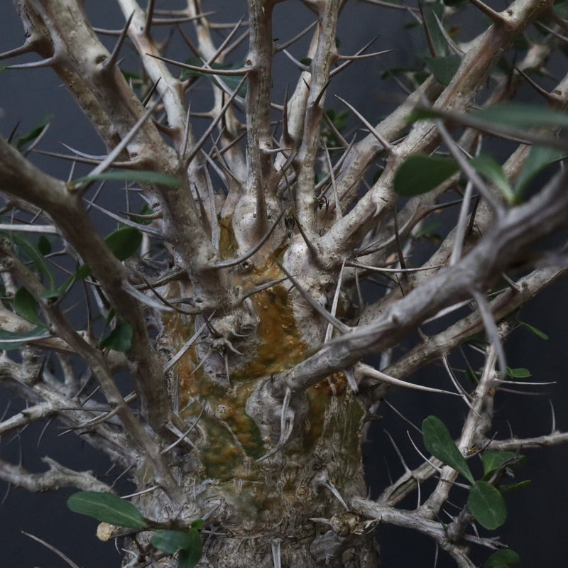 F.コルムナリス(実生） EC1111