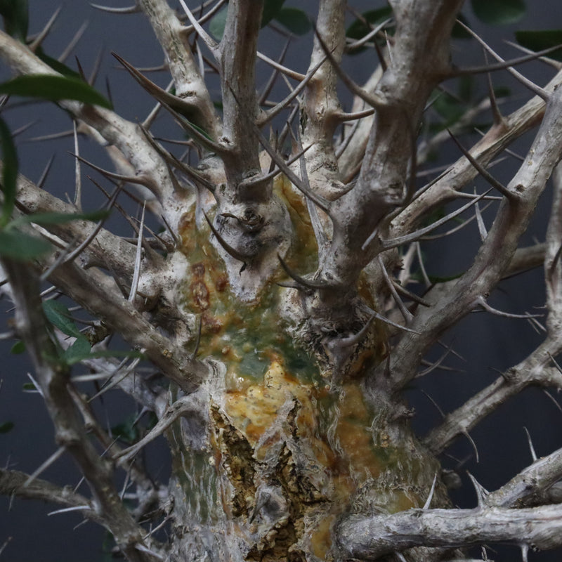 F.コルムナリス(実生） EC1111