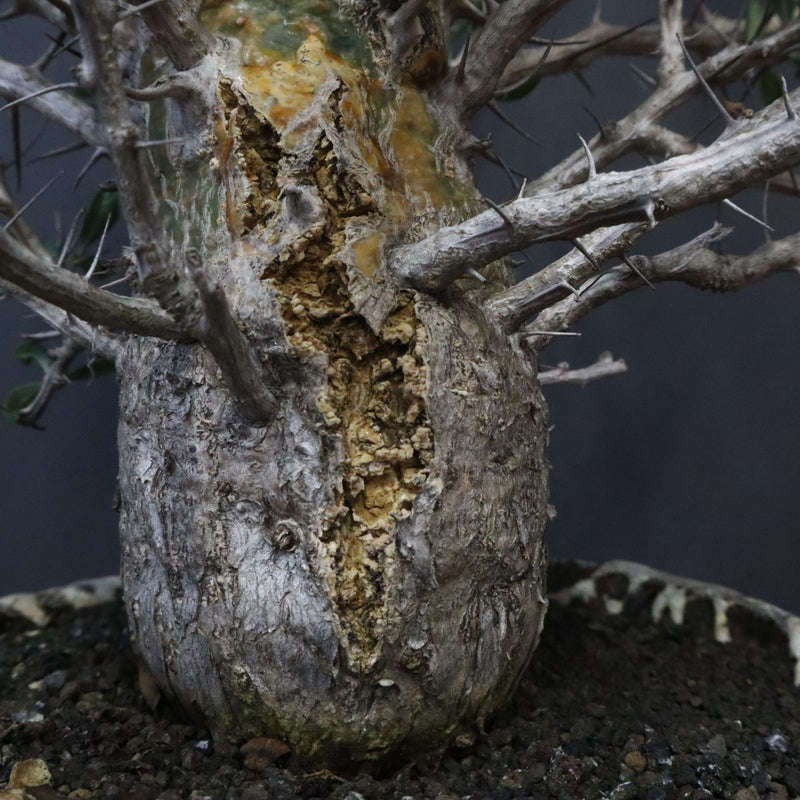 F.コルムナリス(実生） EC1111