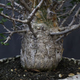 F.コルムナリス(実生） EC1111