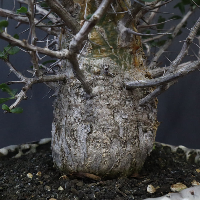 F.コルムナリス(実生） EC1111