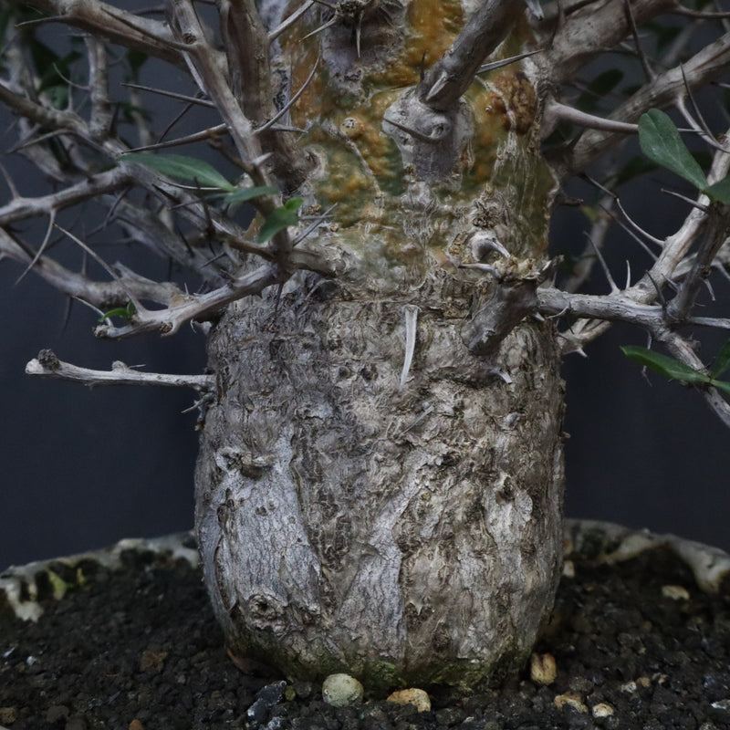 F.コルムナリス(実生） EC1111