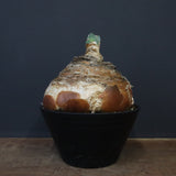 B.ハエマンソイデス 22