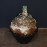 B.ハエマンソイデス 22