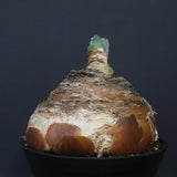 B.ハエマンソイデス 22