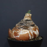 B.ハエマンソイデス 22