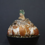 B.ハエマンソイデス 22