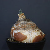 B.ハエマンソイデス 22