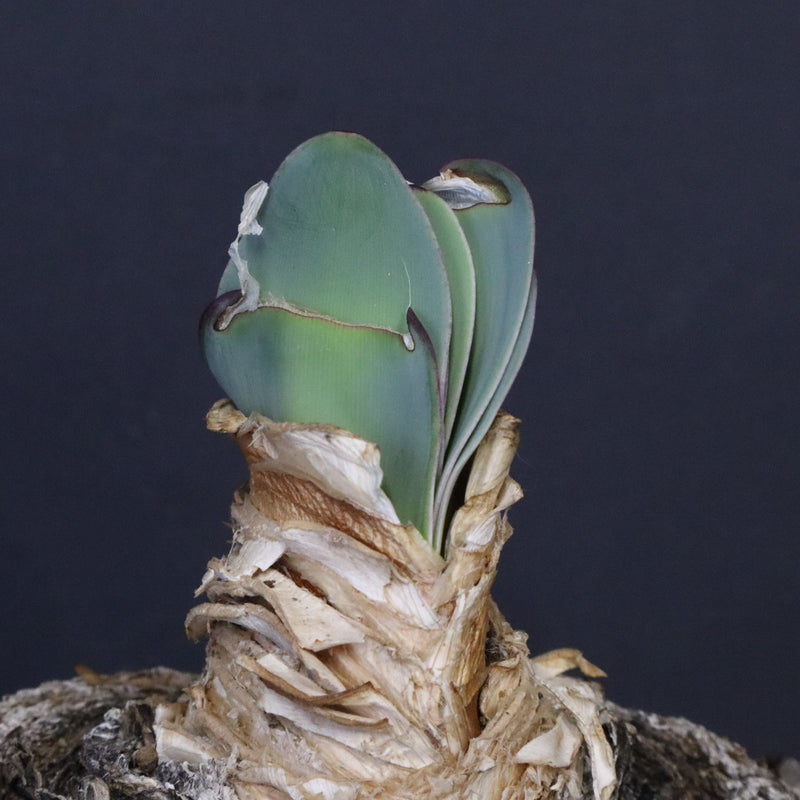 B.ハエマンソイデス 22