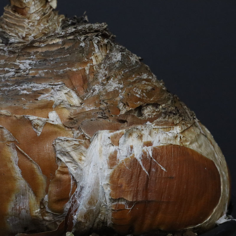 B.ハエマンソイデス 22