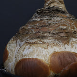 B.ハエマンソイデス 22