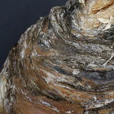 B.ハエマンソイデス 22