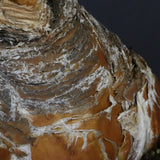 B.ハエマンソイデス 22