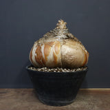 B.ハエマンソイデス 10