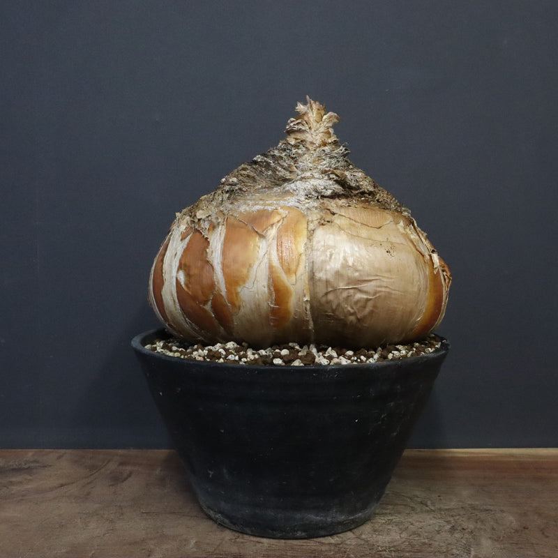 B.ハエマンソイデス 10