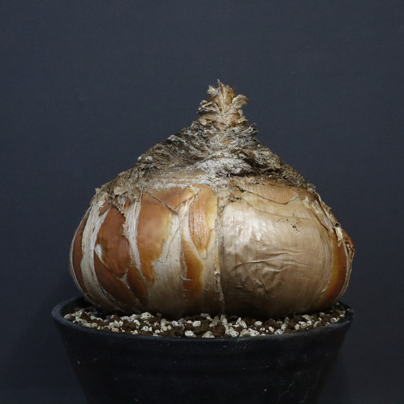 B.ハエマンソイデス 10