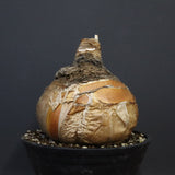 B.ハエマンソイデス 10