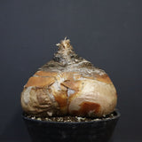 B.ハエマンソイデス 10