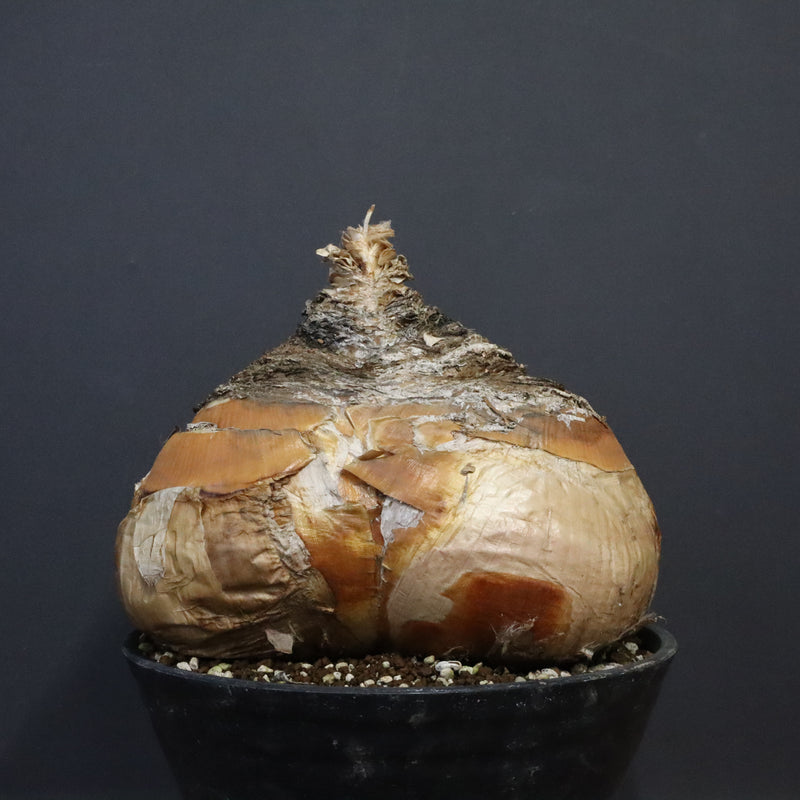 B.ハエマンソイデス 10