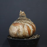 B.ハエマンソイデス 10