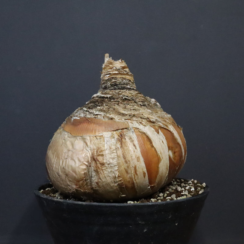 B.ハエマンソイデス 10