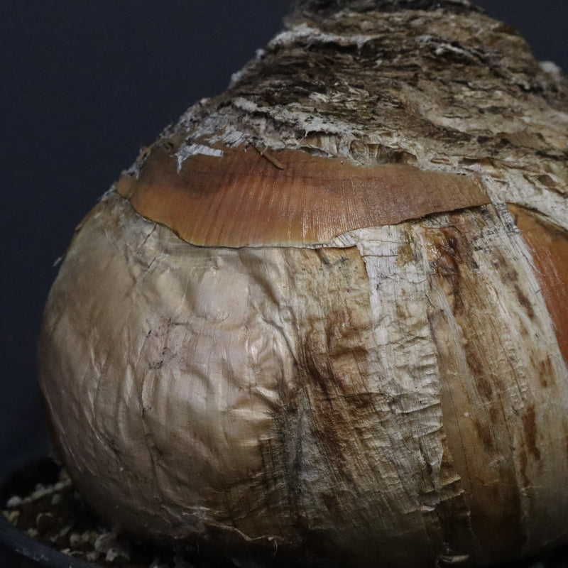 B.ハエマンソイデス 10