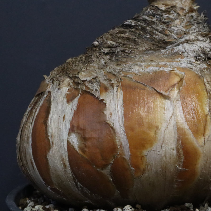 B.ハエマンソイデス 10