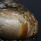 B.ハエマンソイデス 10