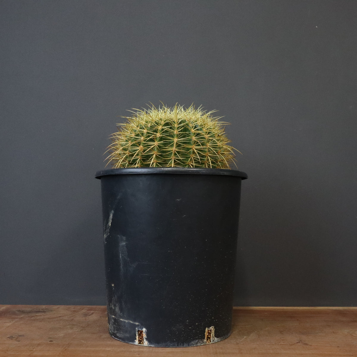 サボテン – TaiShoDo ONLINE SHOP