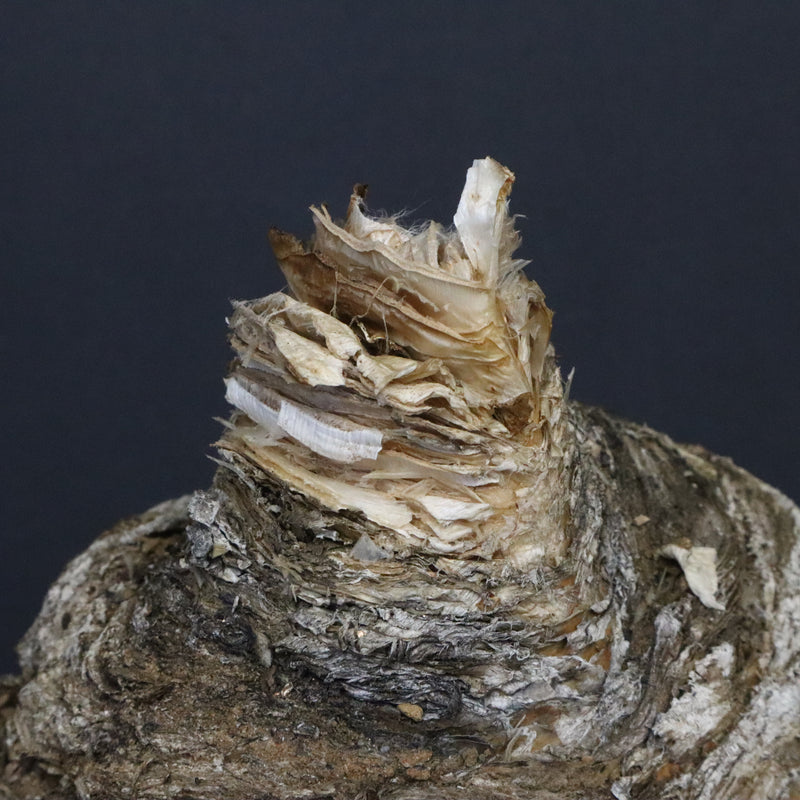 B.ハエマンソイデス 10