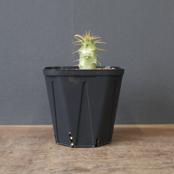 P.アンボンゲンセ（実生）EC2409 – TaiShoDo ONLINE SHOP