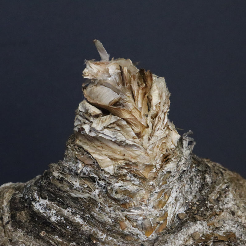 B.ハエマンソイデス 10