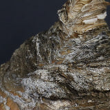 B.ハエマンソイデス 10