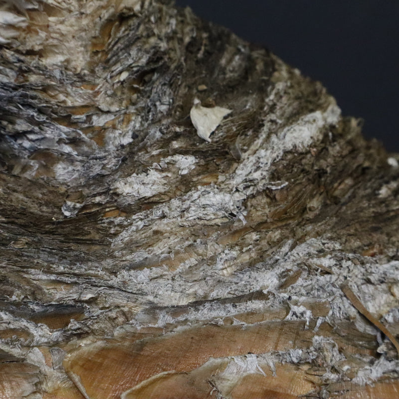 B.ハエマンソイデス 10