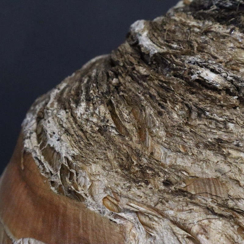 B.ハエマンソイデス 10