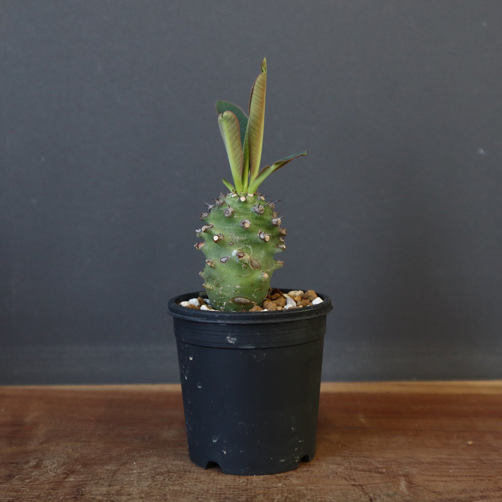 E.パキポディオイデス（実生）10 – TaiShoDo ONLINE SHOP