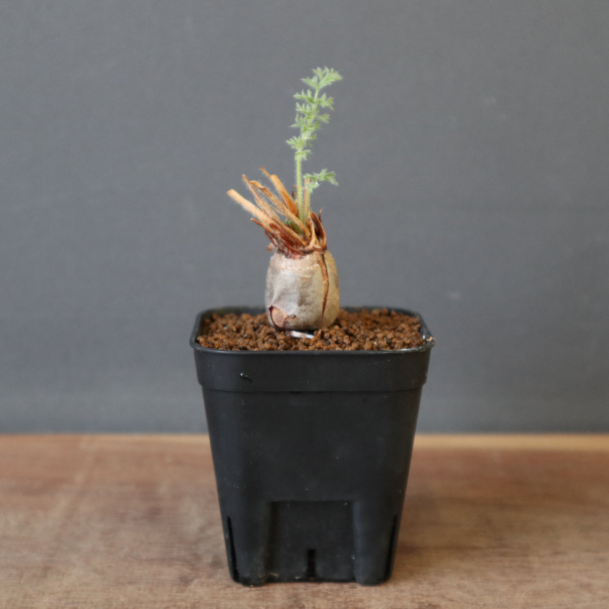 塊根植物 – 18ページ目 – TaiShoDo ONLINE SHOP