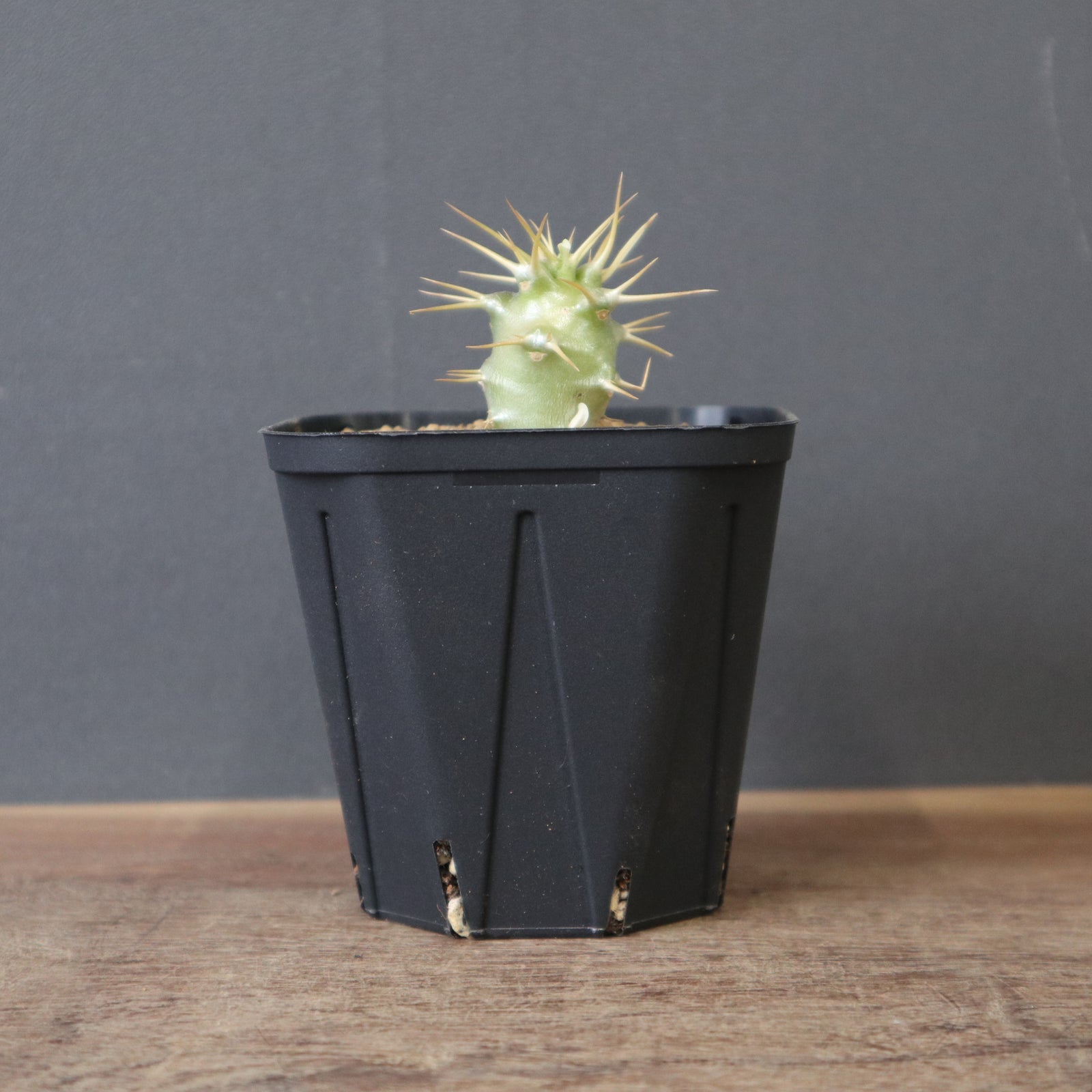 P.アンボンゲンセ（実生）EC2411 – TaiShoDo ONLINE SHOP