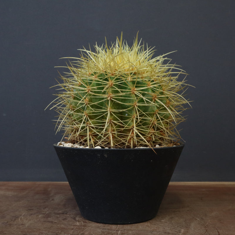 サチョウ キンシャチ EC678 – TaiShoDo ONLINE SHOP