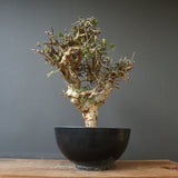 C.ストックシアナ　EC1116　