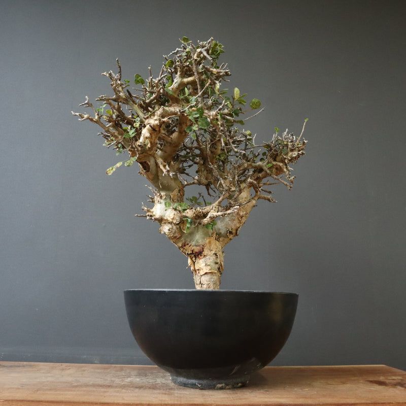 C.ストックシアナ　EC1116　