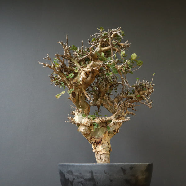 C.ストックシアナ　EC1116　