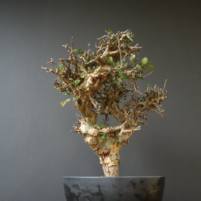 C.ストックシアナ　EC1116　