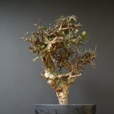 C.ストックシアナ　EC1116　